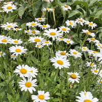 Leucanthemum Shasta Flower seeds for Planting - Seasonal Bloomer, Heirloom & GMO Free Seeds for Home Garden