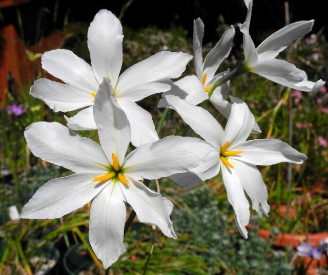 White Leucocoryne Flower seeds for Planting - Long Bloom Season, Heirloom & GMO Free Seeds for Home Garden