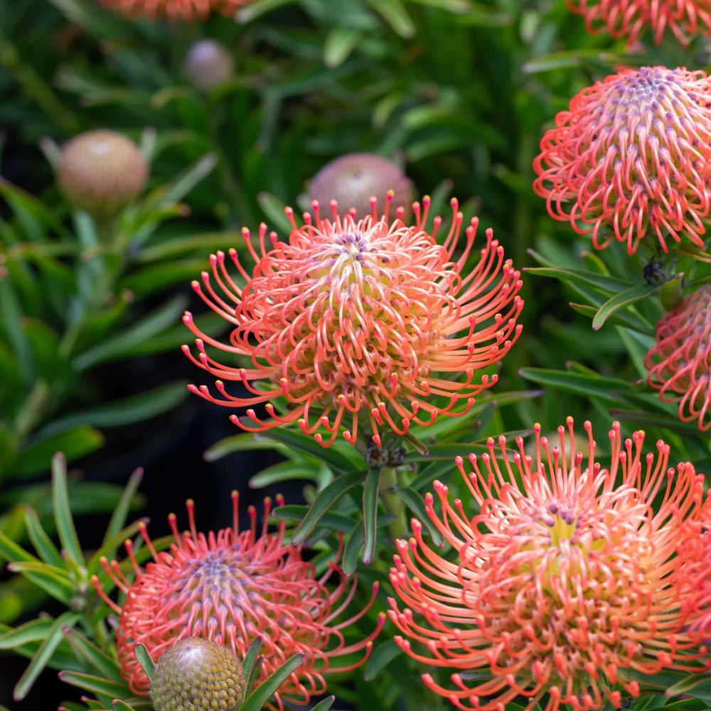 Leucospermum Cordifolium Seeds for Planting - Premium Flower Seeds for Vibrant Blooms