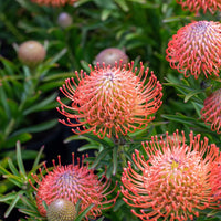 Leucospermum Cordifolium Seeds for Planting - Premium Flower Seeds for Vibrant Blooms