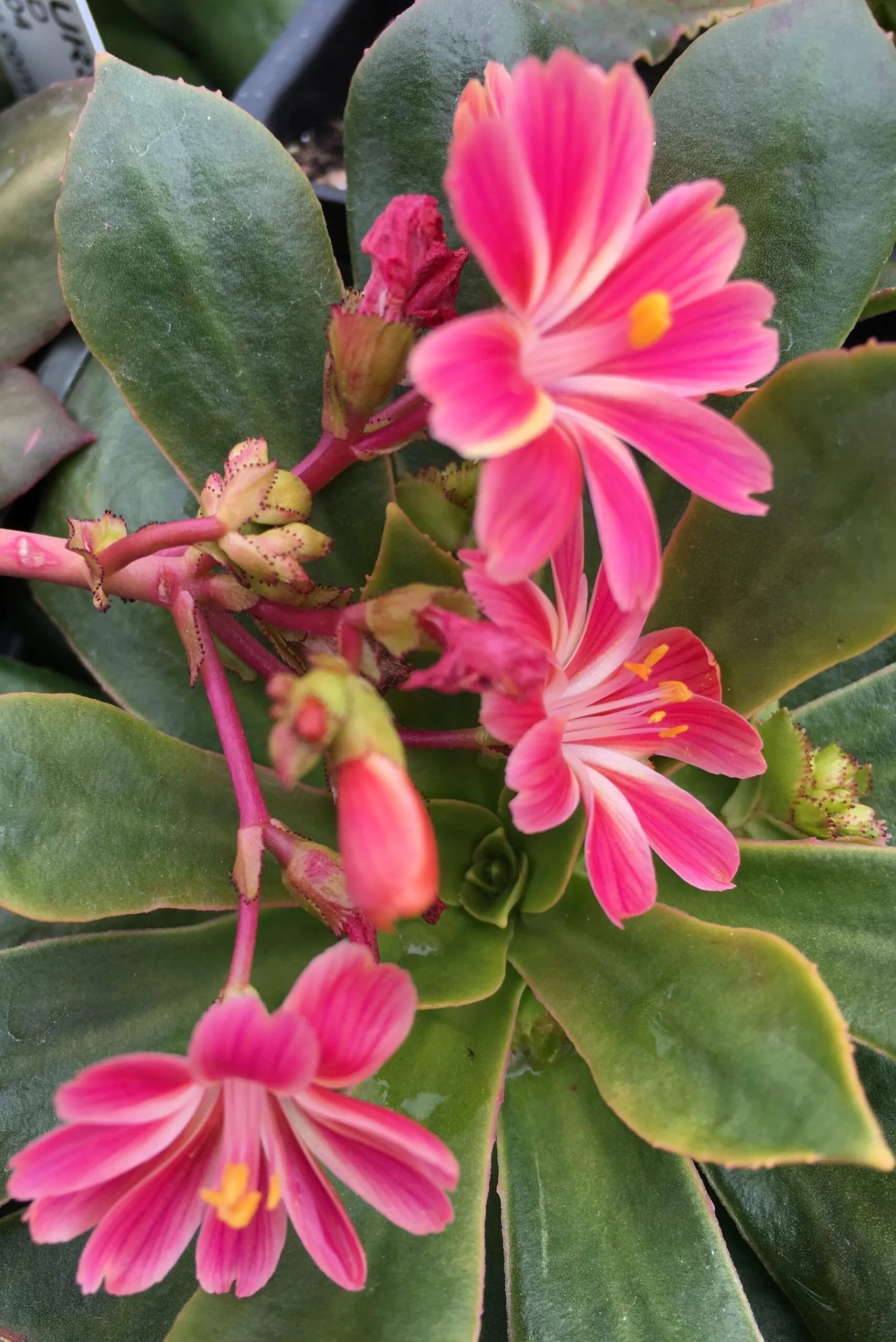 Lewisia Sunset Strain Mixed Seeds - Perfect for Planting