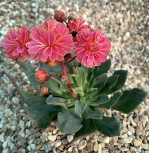 Lewisia Cotyledon Flower seeds for Planting - Garden Favorite, Heirloom & GMO Free Seeds for Home Garden