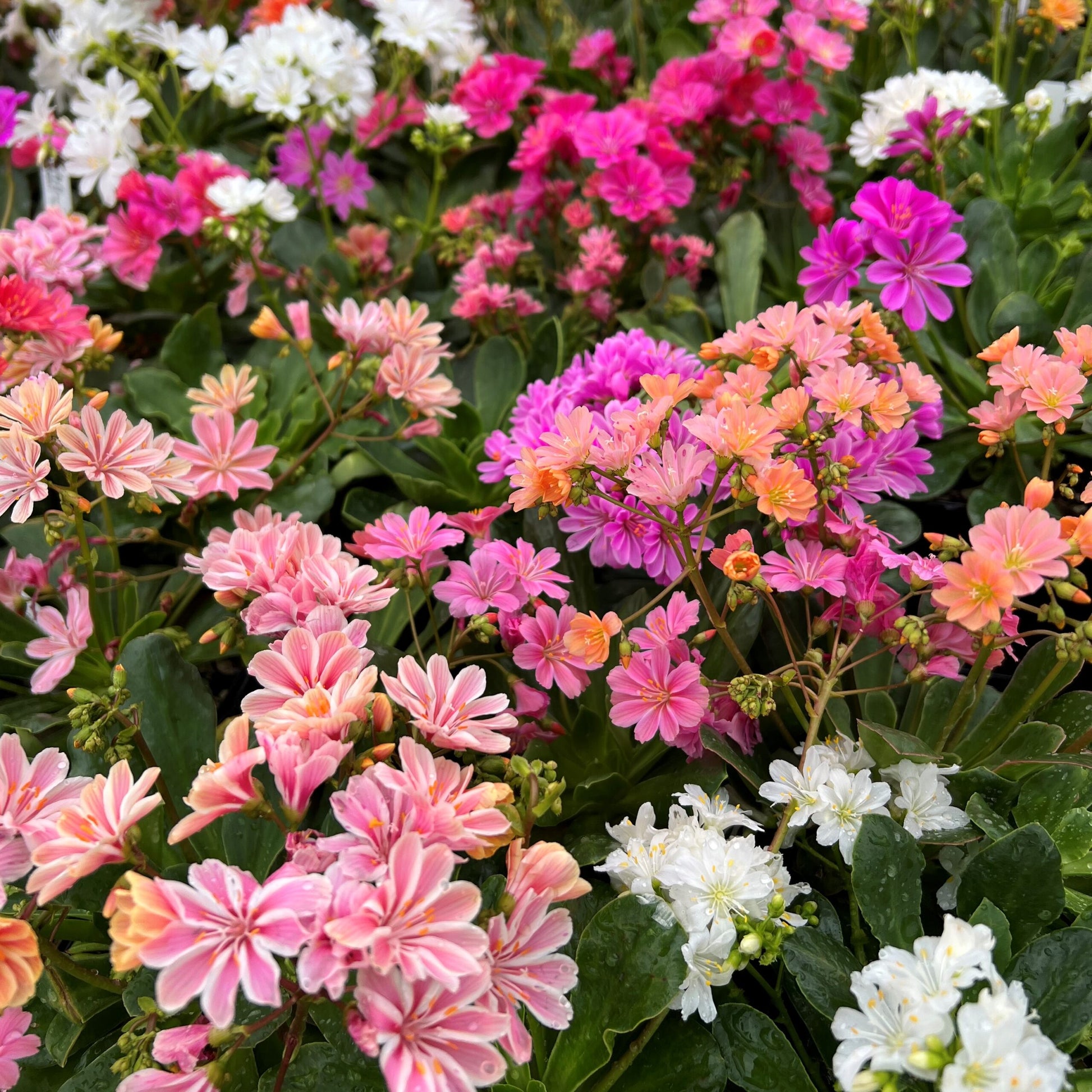 Mixed Lewisia Flower Planting Seeds - Vibrant Perennial Blooms for Beautiful Gardens