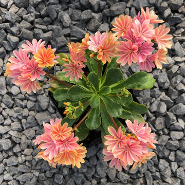 Lewisia Flower seeds for Planting Cut Flower Favorite Heirloom & GMO Free Seeds for Home Garden