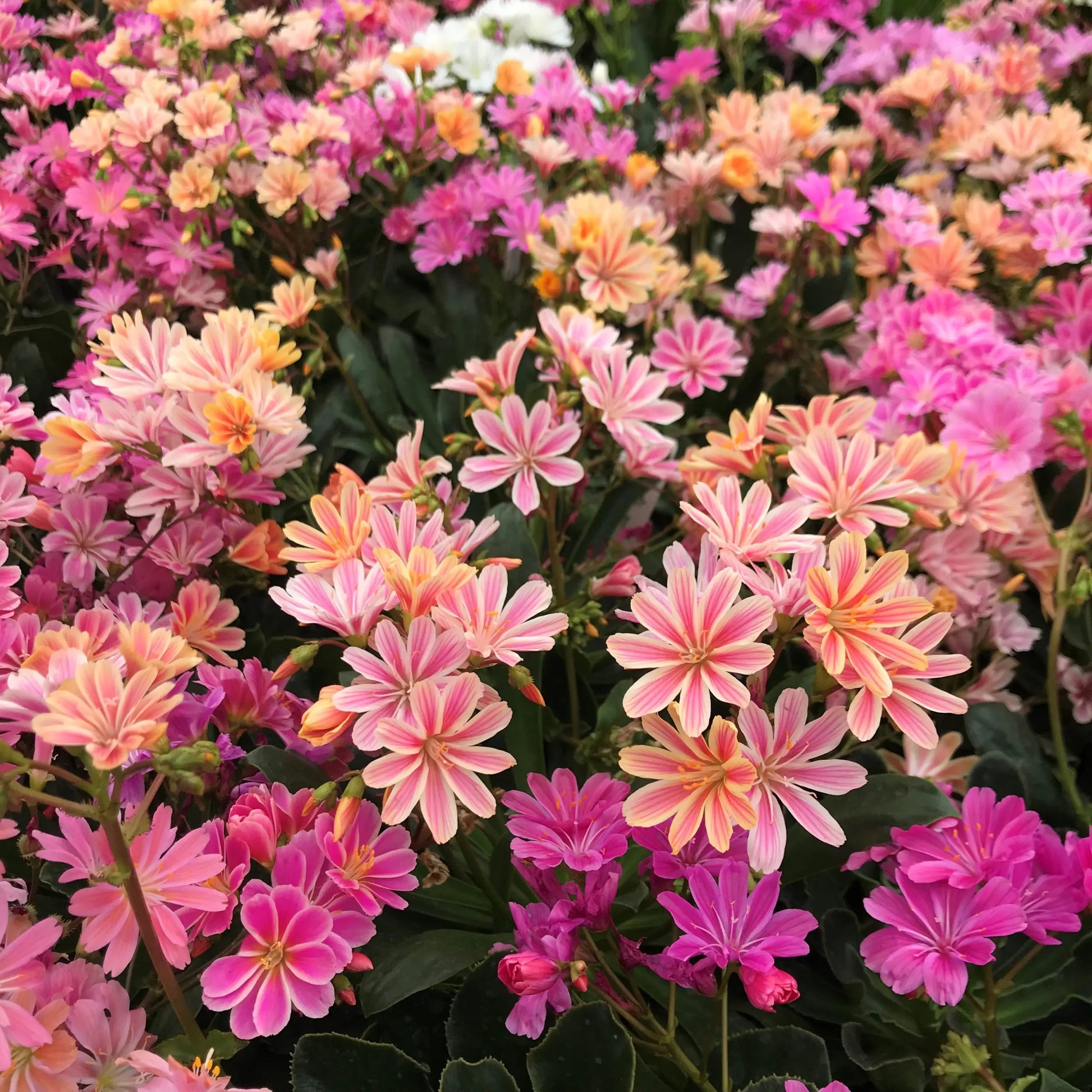 Lewisia Flower seeds for Planting Cut Flower Favorite Heirloom & GMO Free Seeds for Home Garden