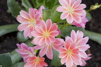 Pink Lewisia Flower seeds for Planting Cut Flower Favorite Heirloom & GMO Free Seeds for Home Garden 
 
 Sale