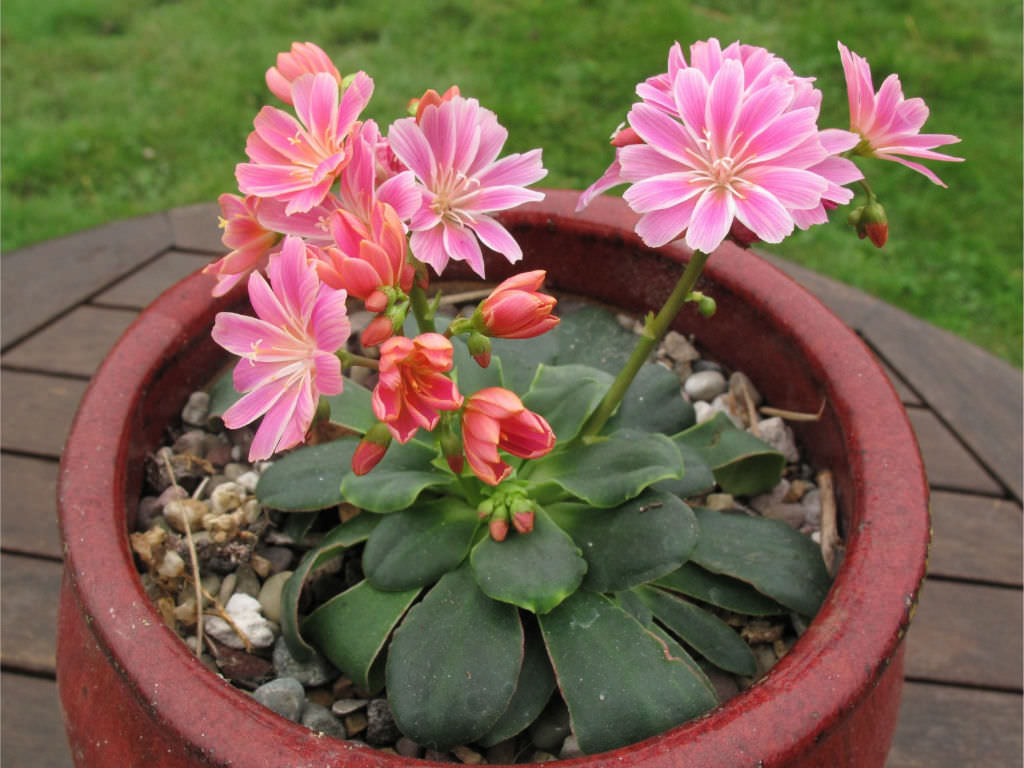 Lewisia Flower seeds for Planting Long Bloom Season Heirloom & GMO Free Seeds for Home Garden
