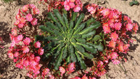 Lewisia Cotyledon Flower seeds for Planting - Garden Favorite, Heirloom & GMO Free Seeds for Home Garden