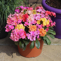 Mixed Lewisia Flower seeds for Planting - Compact Growth, Heirloom & GMO Free Seeds for Home Garden