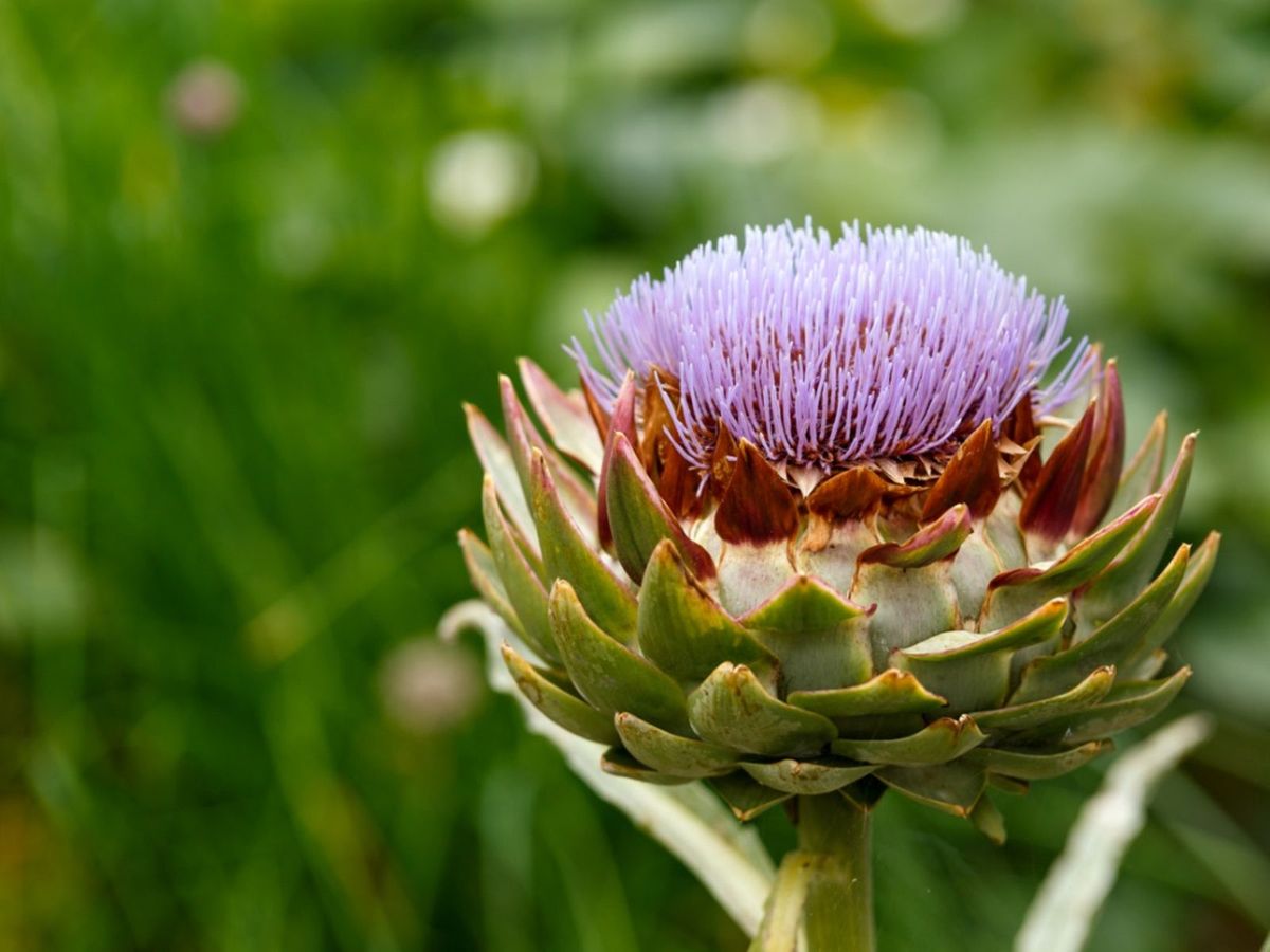 Blue Cardoon Flower seeds for Planting - Cottage Garden Essential, Heirloom & GMO Free Seeds for Home Garden