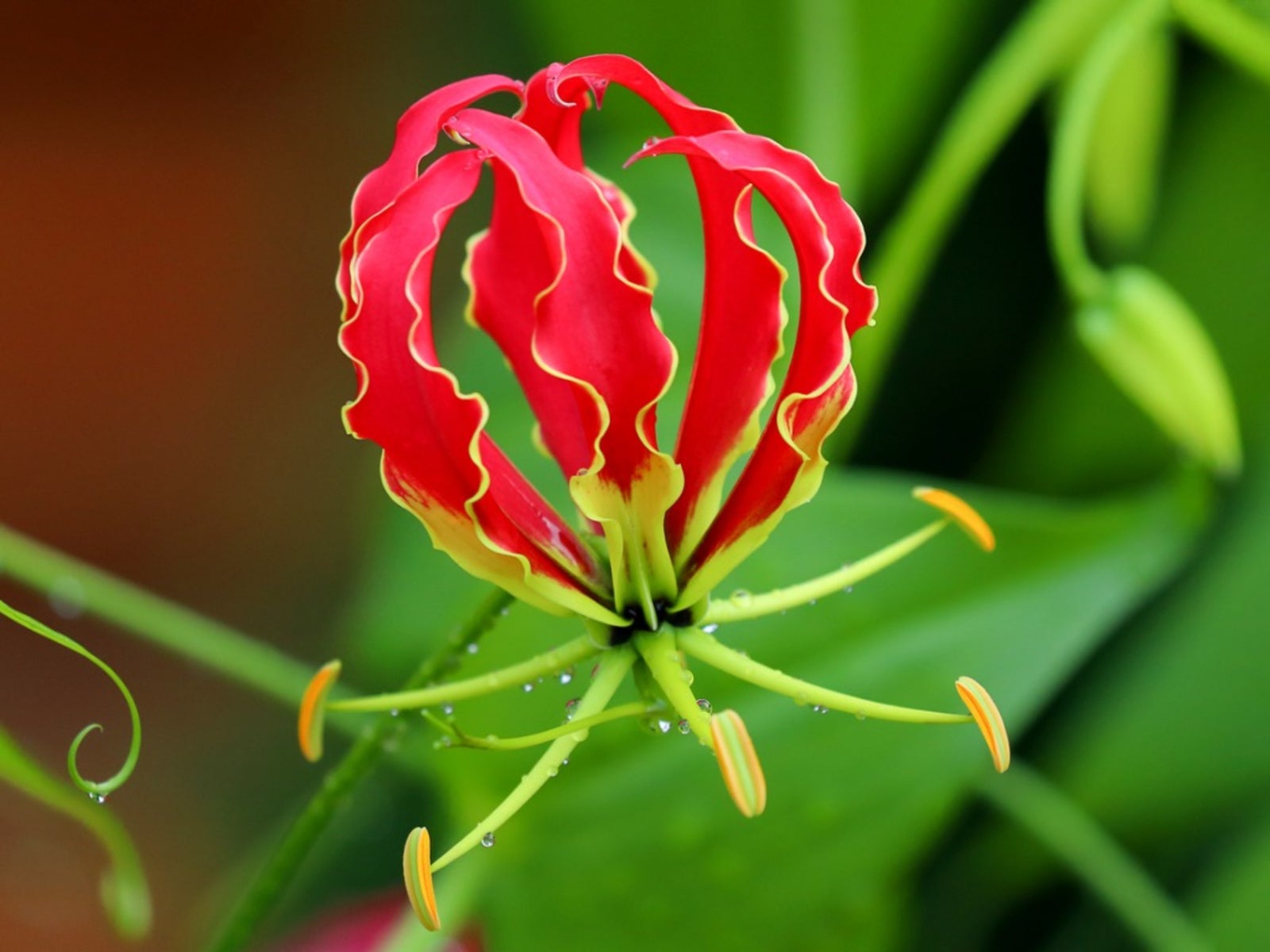 Red Gloriosa Superba Flower seeds for Planting - Seasonal Bloomer, Heirloom & GMO Free Seeds for Home Garden