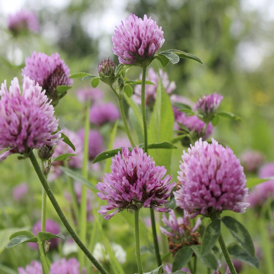Clover Flower seeds for Planting - Cut Flower Favorite, Heirloom & GMO Free Seeds for Home Garden