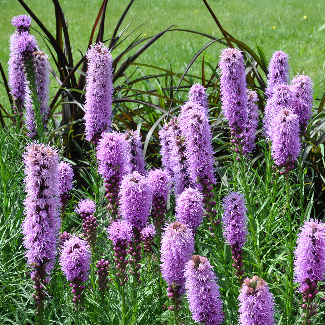 Purple Liatris Flower seeds for Planting Bright Blooms Heirloom & GMO Free Seeds for Home Garden 
 
 Sale