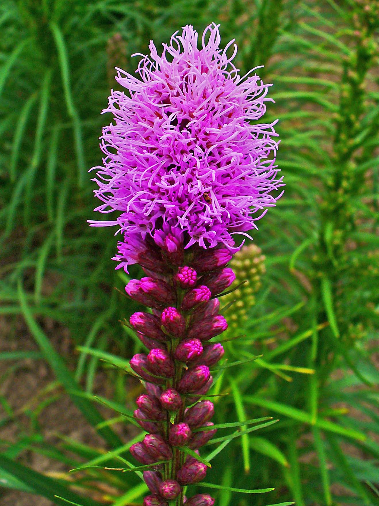 Prairie Blazing Star Flower seeds for Planting Sun Loving Heirloom & GMO Free Seeds for Home Garden