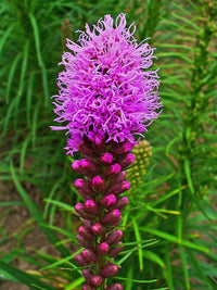 Prairie Blazing Star Flower seeds for Planting Sun Loving Heirloom & GMO Free Seeds for Home Garden