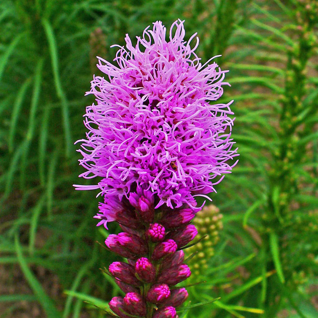 Pink Liatris Spicata Flower seeds for Planting - Perfect for Borders, Heirloom & GMO Free Seeds for Home Garden