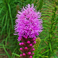 Pink Liatris Spicata Flower seeds for Planting - Perfect for Borders, Heirloom & GMO Free Seeds for Home Garden