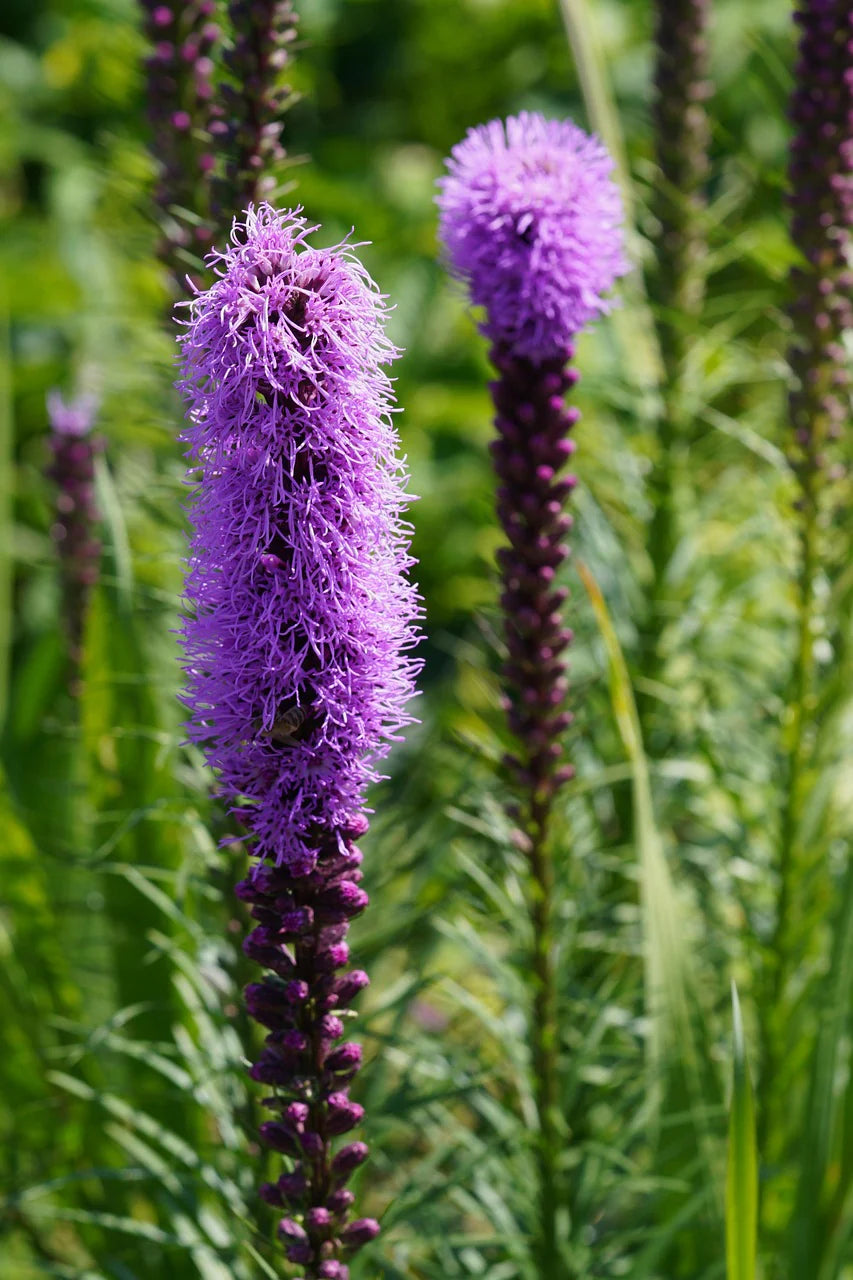 Dense Blazing Star Flower seeds for Planting Compact Growth Heirloom & GMO Free Seeds for Home Garden