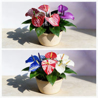 Non-GMO Anthurium flower seeds