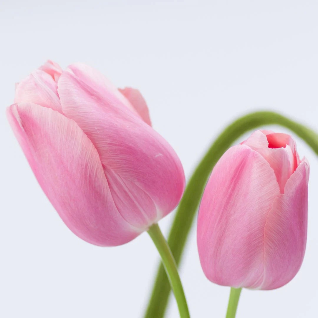 Light Pink Tulip Flower seeds for Planting - Premium Quality, Heirloom & GMO Free Seeds for Home Garden