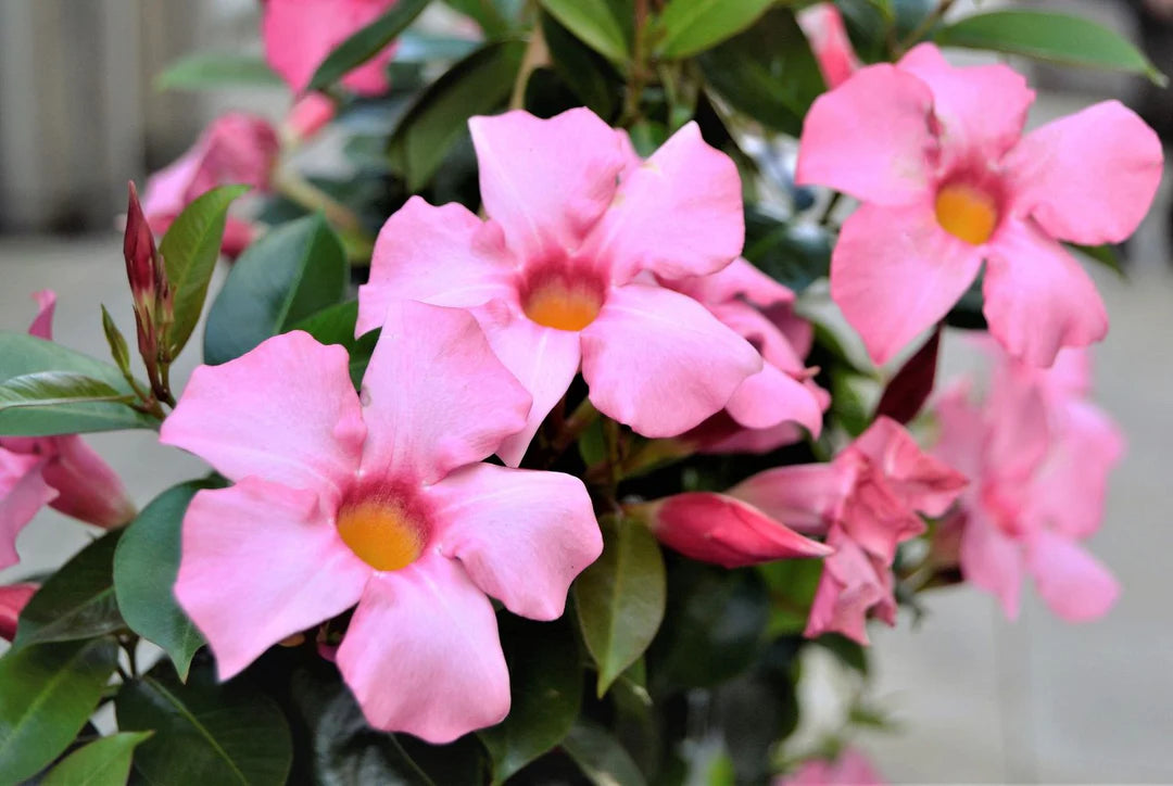 Trepadoras Flower seeds for Planting Fragrant Blossoms Heirloom & GMO Free Seeds for Home Garden 
 
 Sale