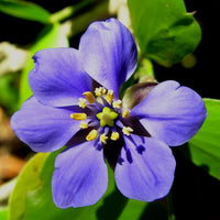 Blue Lignum Vitae seeds for planting