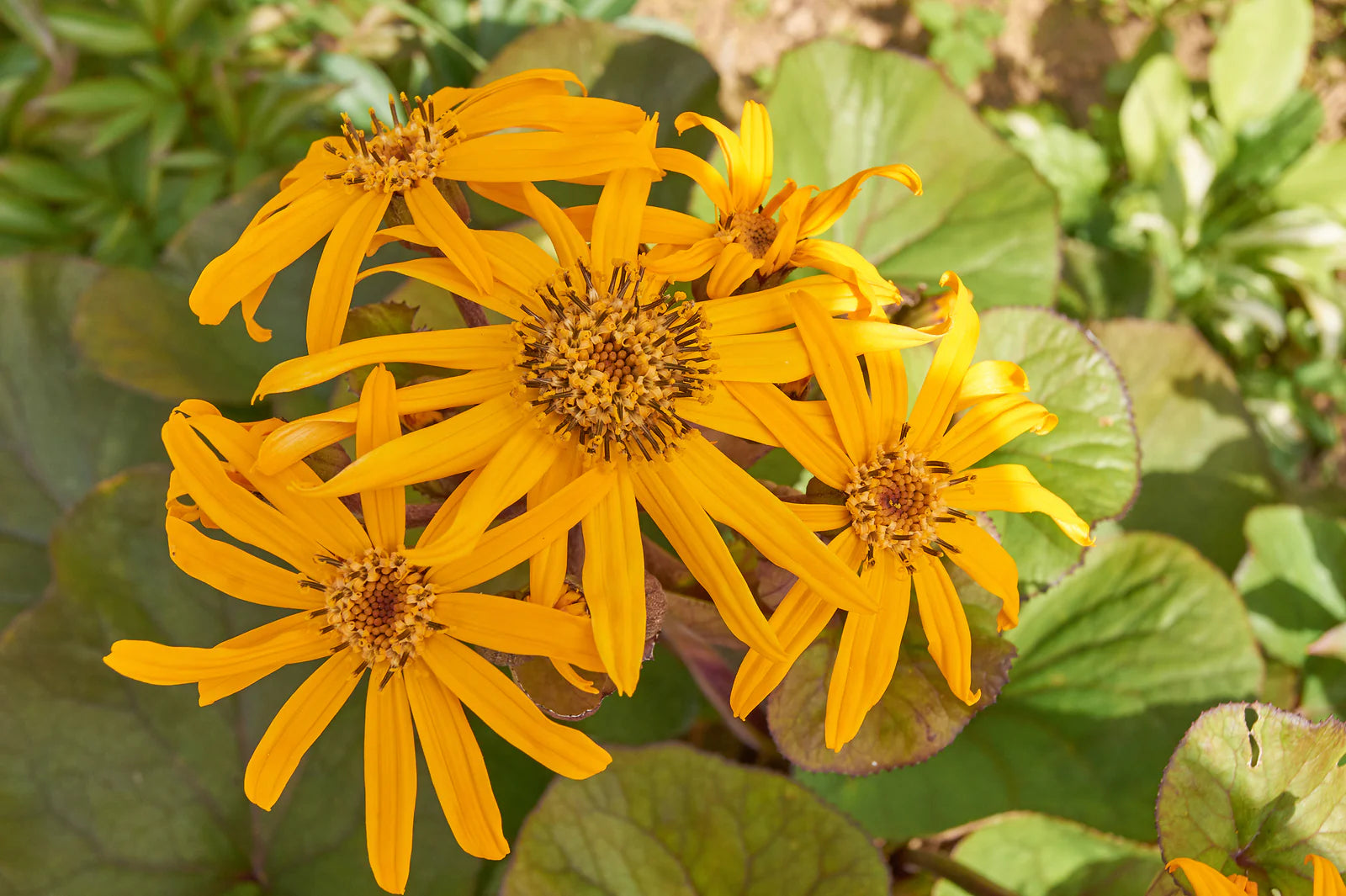 Ligularia Dentata Flower seeds for Planting Shade Tolerant Heirloom & GMO Free Seeds for Home Garden