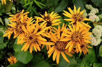 Yellow Ligularia Plant Seeds Planting Guide