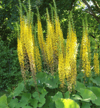 Ligularia Flower seeds for Planting - Wildflower Mix, Heirloom & GMO Free Seeds for Home Garden