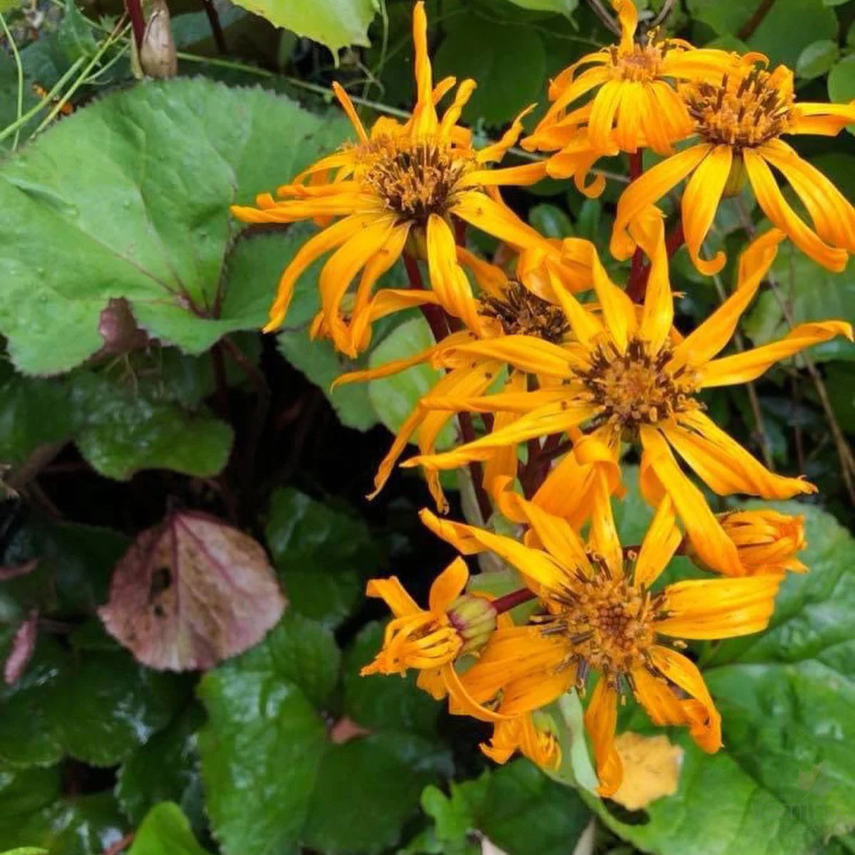 BrittMarie Craw Flower seeds for Planting Easy to Grow Heirloom & GMO Free Seeds for Home Garden