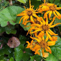 BrittMarie Craw Flower seeds for Planting Easy to Grow Heirloom & GMO Free Seeds for Home Garden
