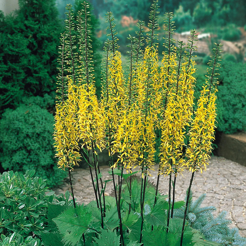 Ligularia Przewalskii Flower seeds for Planting Compact Growth Heirloom & GMO Free Seeds for Home Garden