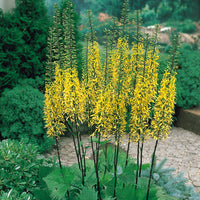 Ligularia Przewalskii Flower seeds for Planting Compact Growth Heirloom & GMO Free Seeds for Home Garden