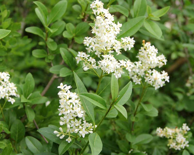 White Ligustrum Flower seeds for Planting - Fragrant Blossoms, Heirloom & GMO Free Seeds for Home Garden