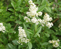 White Ligustrum Flower seeds for Planting - Fragrant Blossoms, Heirloom & GMO Free Seeds for Home Garden