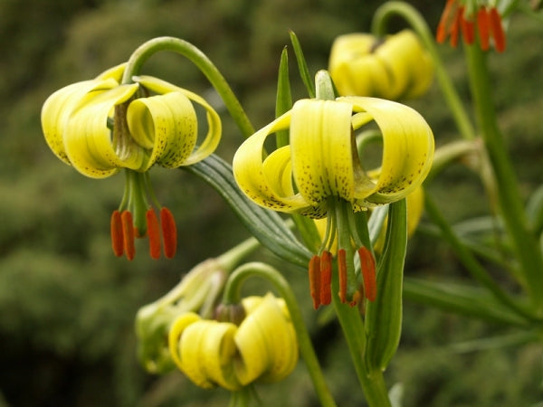 Lilium Pyrenaicum Flower seeds for Planting - Low Maintenance, Heirloom & GMO Free Seeds for Home Garden
