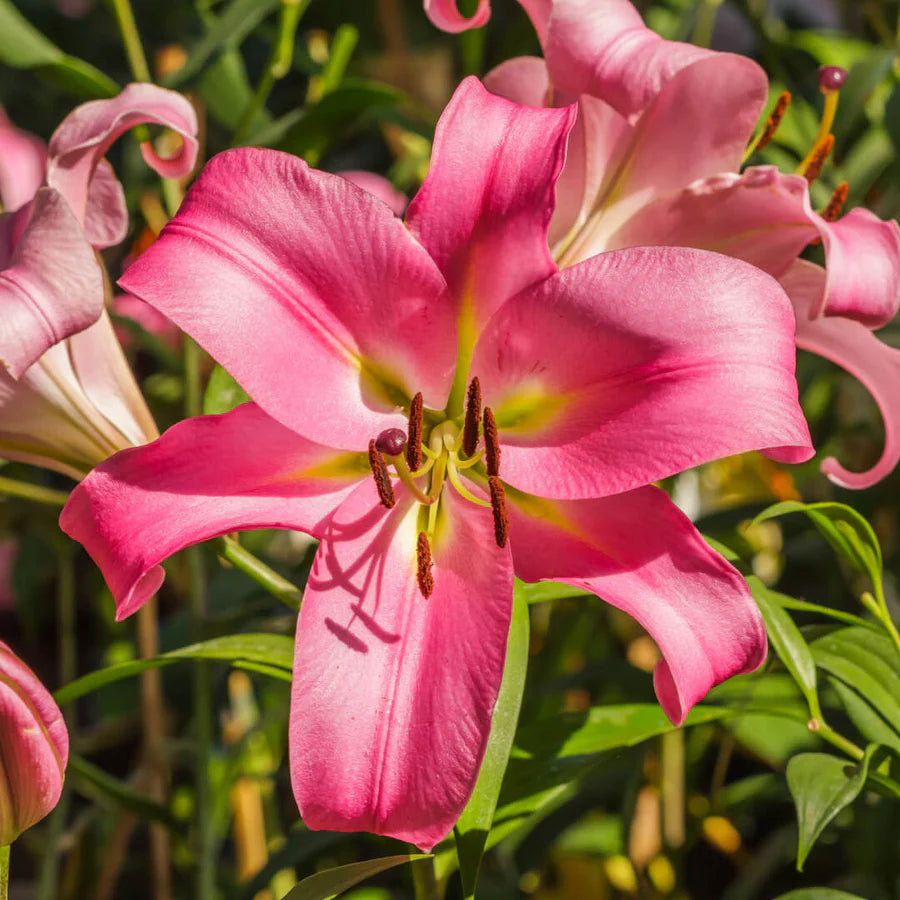 Pink Lilium Flower Seeds Cottage Garden Essential Heirloom & GMO Free Seeds for Home Garden
 
 Sale