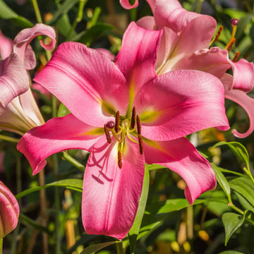 Pink Lilium Flower Seeds Cottage Garden Essential Heirloom & GMO Free Seeds for Home Garden
 
 Sale