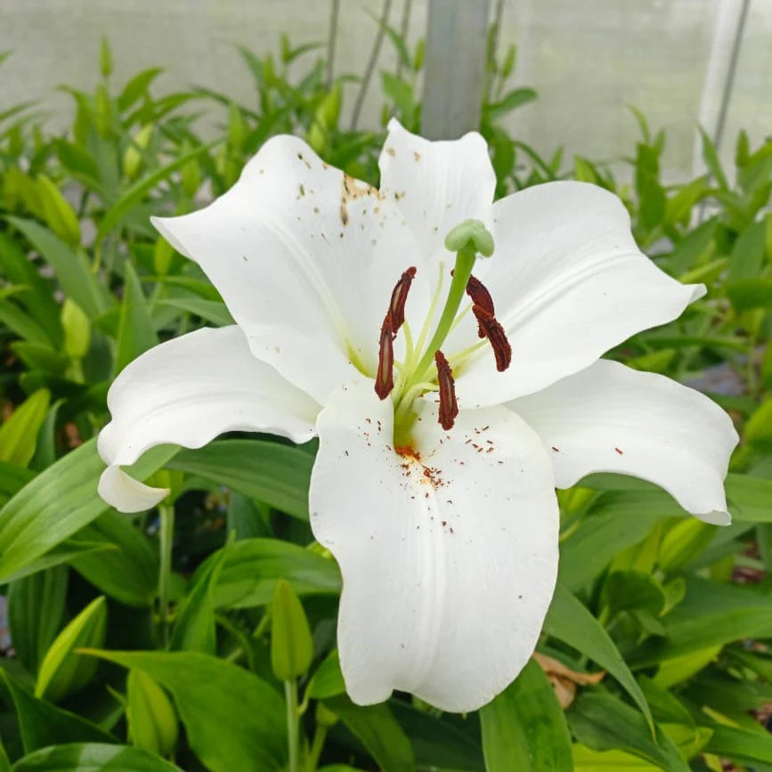 Lilium Flower seeds for Planting - Low Maintenance, Heirloom & GMO Free Seeds for Home Garden