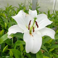 Lilium Flower seeds for Planting - Low Maintenance, Heirloom & GMO Free Seeds for Home Garden
