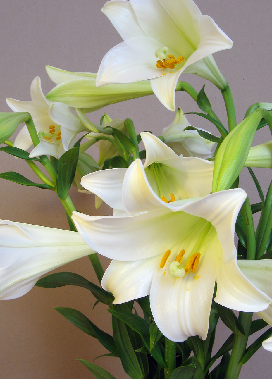 Lilium Longiflorum Flower seeds for Planting Premium Quality Heirloom & GMO Free Seeds for Home Garden