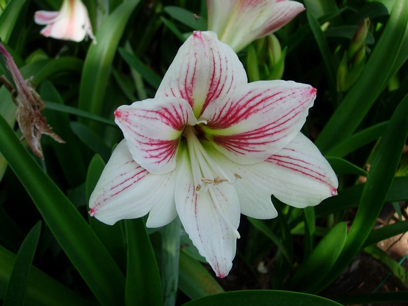 White Pink Hippeastrum Rutilum Flower seeds for Planting - Perfect for Borders, Heirloom & GMO Free Seeds for Home Garden