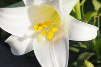 Lilium Longiflorum Flower seeds for Planting Premium Quality Heirloom & GMO Free Seeds for Home Garden