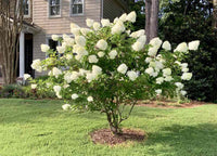 Hydrangea Light Green Flower seeds for Planting - Long Bloom Season, Heirloom & GMO Free Seeds for Home Garden