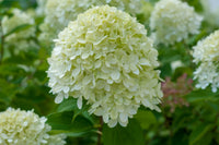 White Green Hydrangea Flower seeds for Planting - Premium Quality, Heirloom & GMO Free Seeds for Home Garden