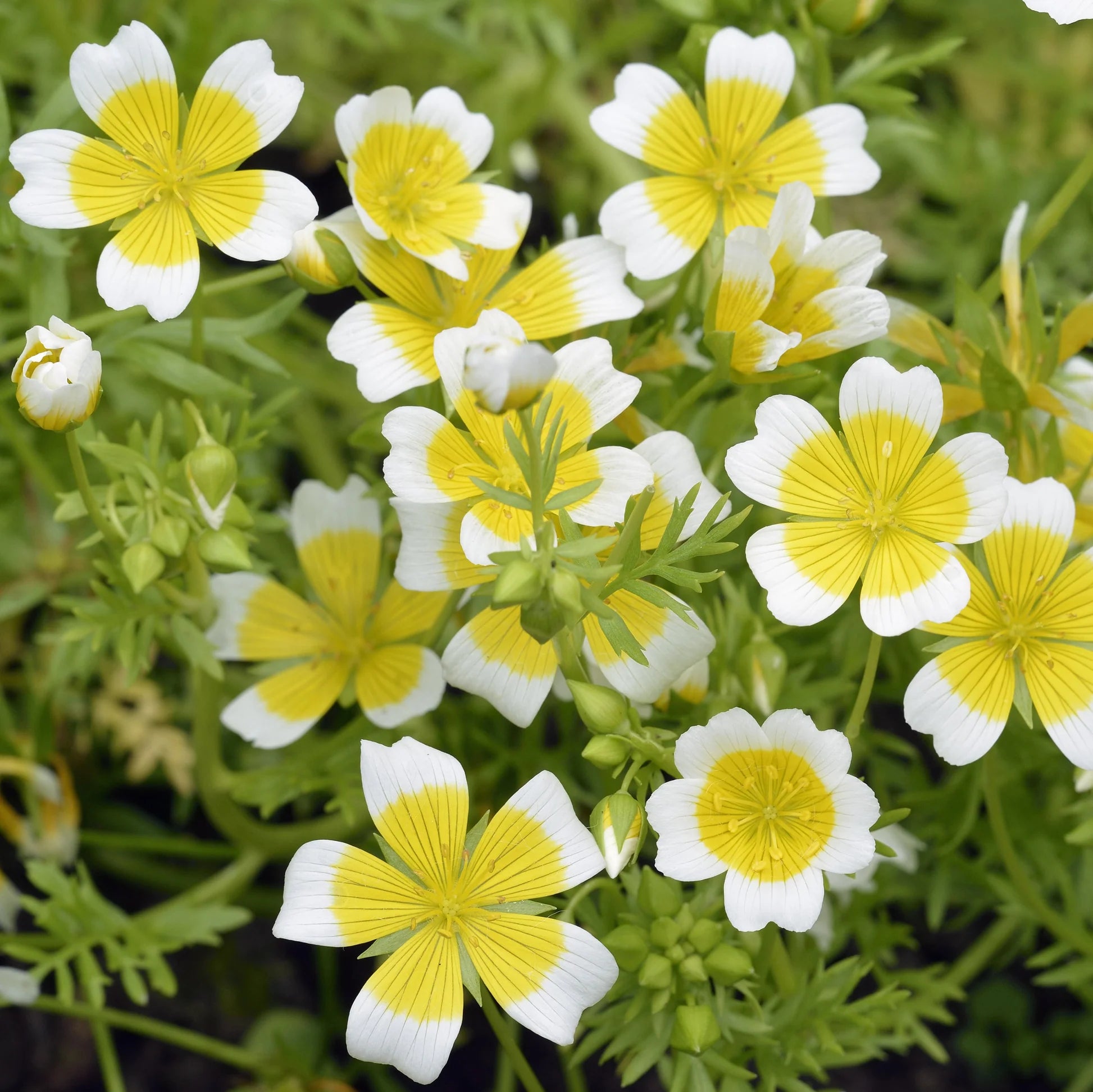 Heirloom Limnanthes Douglasii Flower seeds for Planting Garden Favorite Heirloom & GMO Free Seeds for Home Garden
