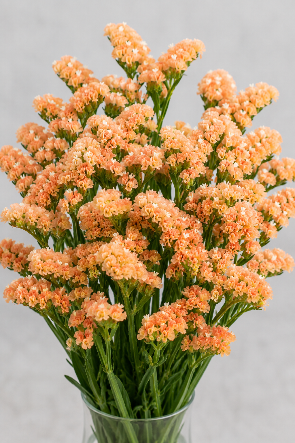 Limonium Sinuatum Flower seeds for Planting - Vibrant Colors, Heirloom & GMO Free Seeds for Home Garden
