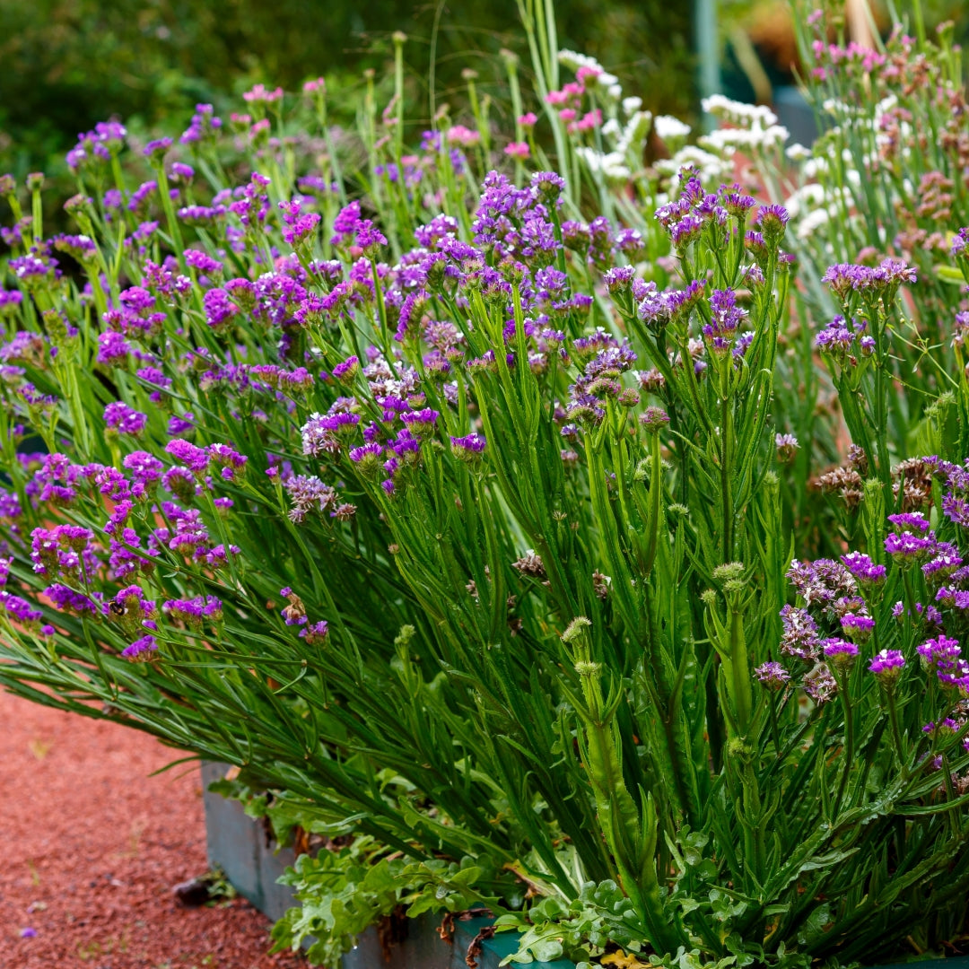 Limonium Flower seeds for Planting Hardy Variety Heirloom & GMO Free Seeds for Home Garden