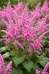 Limonium Suworowii Flower seeds for Planting Garden Favorite Heirloom & GMO Free Seeds for Home Garden