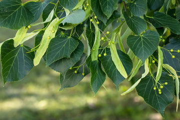 Plant American Basswood Seeds  Ideal for Gardening